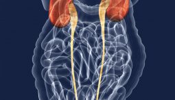 Enciclopedia de boli - diagnostic, simptome, tratament în cadrul companiei 