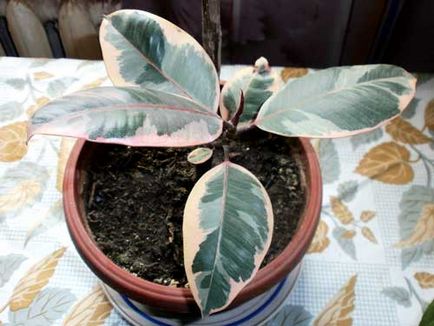 Ficus din cauciuc (elastic)