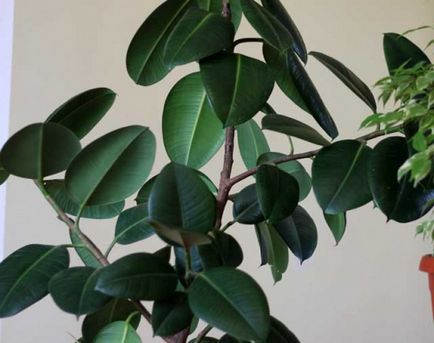 Ficus cauciuc sau elastic