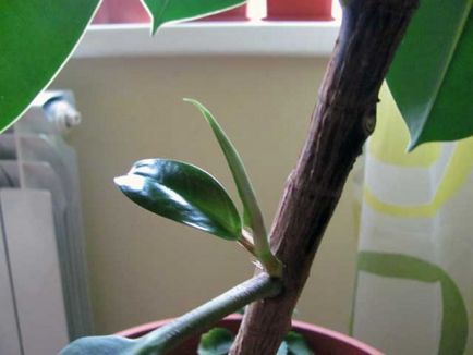 Ficus cauciuc sau elastic
