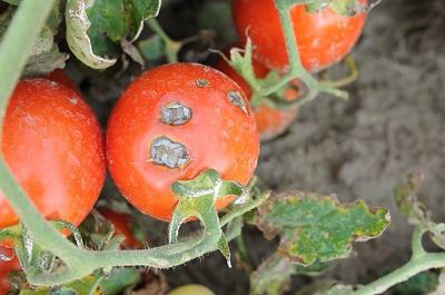 Fitosporina pentru tomate