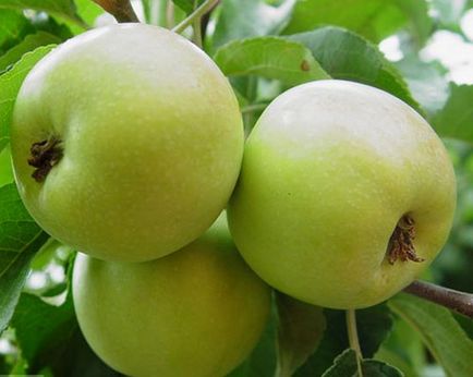 Фото і опис кращих сортів яблунь для Підмосков'я відео