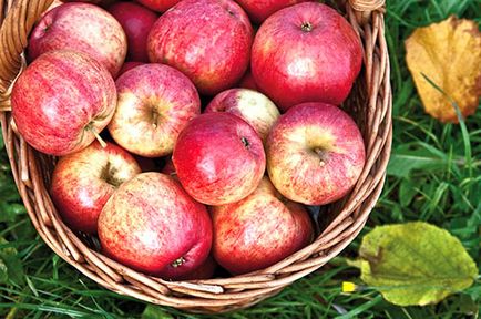Fotografie și descrierea celor mai bune soiuri de mere pentru video din regiunea Moscovei