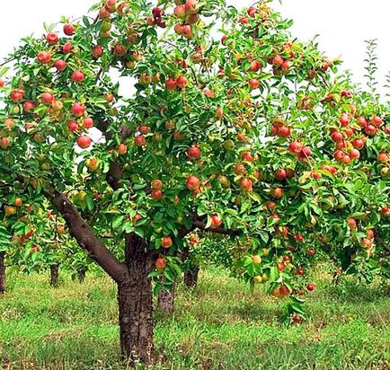 Фото і опис кращих сортів яблунь для Підмосков'я відео