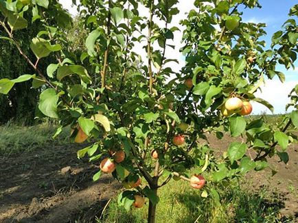Fotografie și descrierea celor mai bune soiuri de mere pentru video din regiunea Moscovei