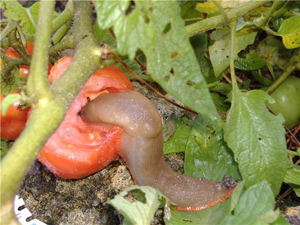 Photo meztelencsiga káposzta, paprika és bogyók, hogyan kell harcolni (fotó) velük Photo meztelencsiga káposzta, paprika és a bogyók, hogy hogyan kell kezelni őket