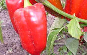 Photo meztelencsiga káposzta, paprika és a bogyók, hogy hogyan kell kezelni őket (bors) Photo meztelencsiga káposzta, paprika és a bogyók, hogy hogyan kell kezelni őket