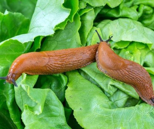 Photo meztelencsiga káposzta, paprika és a bogyók, hogy hogyan kell kezelni őket