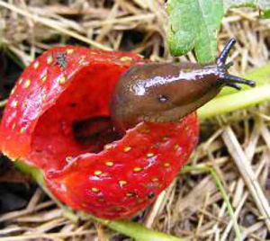 Photo meztelencsiga káposzta, paprika és a bogyók, hogy hogyan kell kezelni őket (káposzta) Photo meztelencsiga káposzta, paprika és a bogyók, hogy hogyan kell kezelni őket