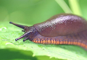 Photo meztelencsiga káposzta, paprika és a bogyók, hogy hogyan kell kezelni őket