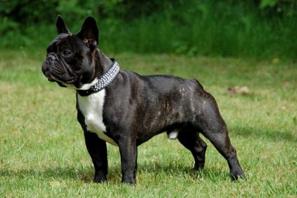 French Bulldog bulledogue francais - melasă mică - forum de rase de câini de câini