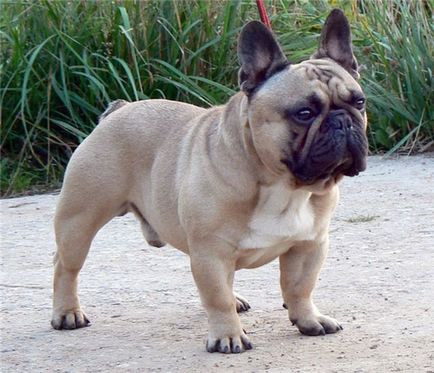 French Bulldog bulledogue francais - melasă mică - forum de rase de câini de câini