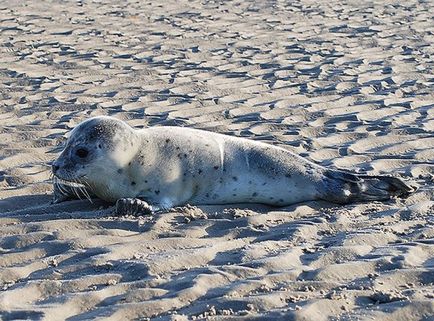 Hamburg Wattenmeer Nemzeti Park Németország