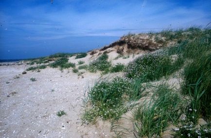 Гамбурзькі вати, національний парк в германии