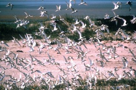 Hamburg Wattenmeer Nemzeti Park Németország