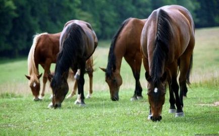Гастрофілез коней - сайт про коней