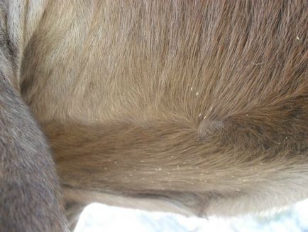 Gastrofilez ló etiológiájú lechinka, a betegség oka, a tünetek és a kezelés