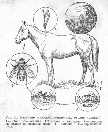 Гастрофілез у коня етіологія, лечінка, причина захворювання, симптоми і лікування