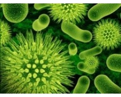 Unde pot fi bacteriile patogene?