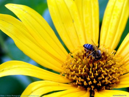 În cazul în care albinele iau ceară și de ce au nevoie de gândaci, pumbra