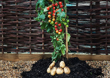 Hibridul de cartofi și roșii (tomate)