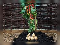 Hibridul de cartofi și roșii (tomate)