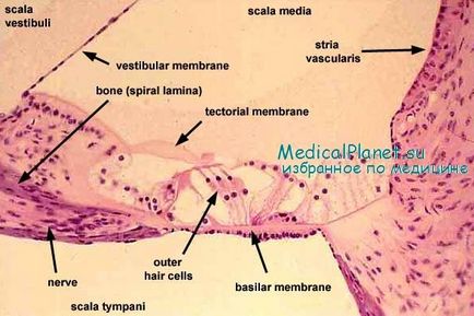 Histologia urechii interne