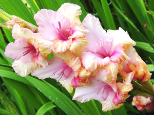 Gladioli - засаждане, грижи