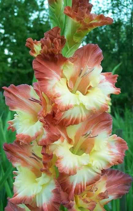 Gladioli plantarea, creșterea și îngrijirea