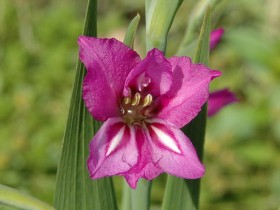 Gladioli plantarea, creșterea și îngrijirea