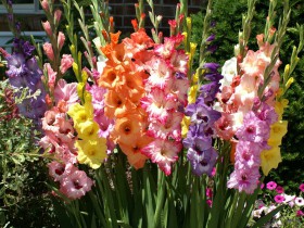 Gladioli plantarea, creșterea și îngrijirea