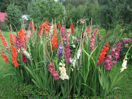 Gladiolus ültetés, termesztés és karbantartás