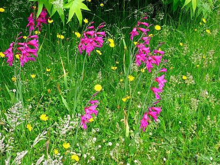 Gladioli plantarea, creșterea și îngrijirea