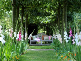 Gladioli plantarea, creșterea și îngrijirea