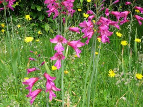 Gladioli plantarea, creșterea și îngrijirea