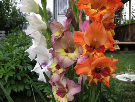 Gladiolus iarna