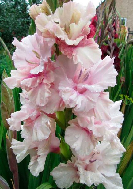 Descrierea si fotografia nuntii Gladiolus