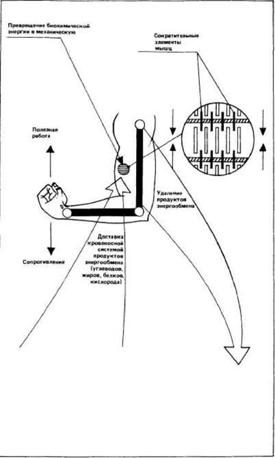 Capitolul 2 fiziologia activității musculare