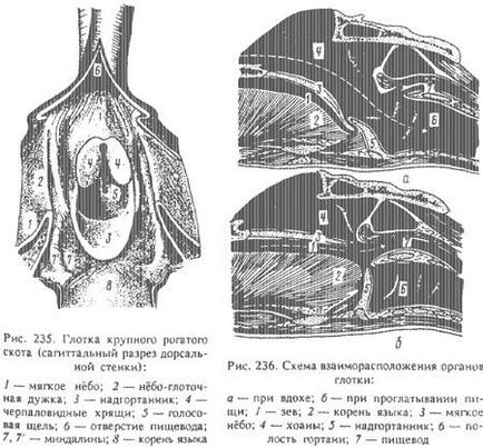 Gâtul animalelor (partea 1) - totul despre medicina veterinară