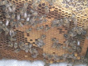 Гніздо бджіл навесні