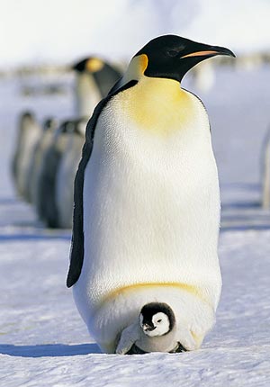 császár pingvin