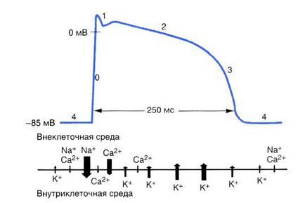 Infecțiile cauzate de tratamentul cu moraxella catarrhalis