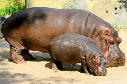 Informații interesante despre hipopotami