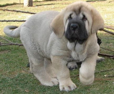 Mastiff spaniol, da o laba!