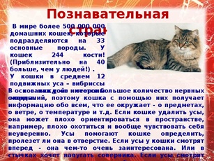 Pisica Istok - prezentare despre lectura literara