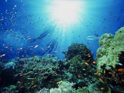 Какво е солеността на Червено море, Червено море и описанието снимка