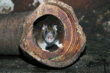 Як боротися з пацюками в каналізації багатоповерхового будинку