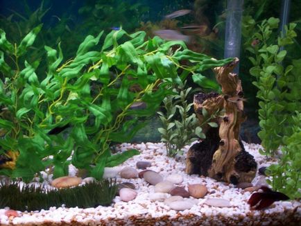 Як чистити дно акваріума - рибки для чищення акваріума - акваріумні рибки