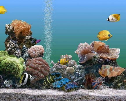 Hogyan tisztítsa meg az alján a tartály - tisztítására akváriumi halak - akváriumi halak