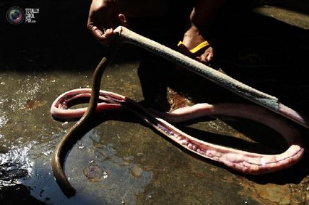 Cum să faci pungi de piele de șarpe - doar interesant